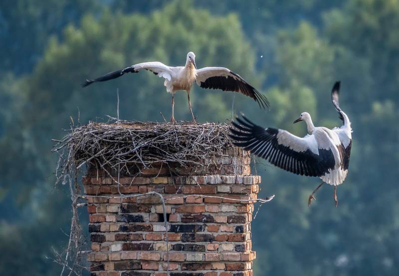 Professional Chimney Animal Removal Services in Brockton, Massachusetts