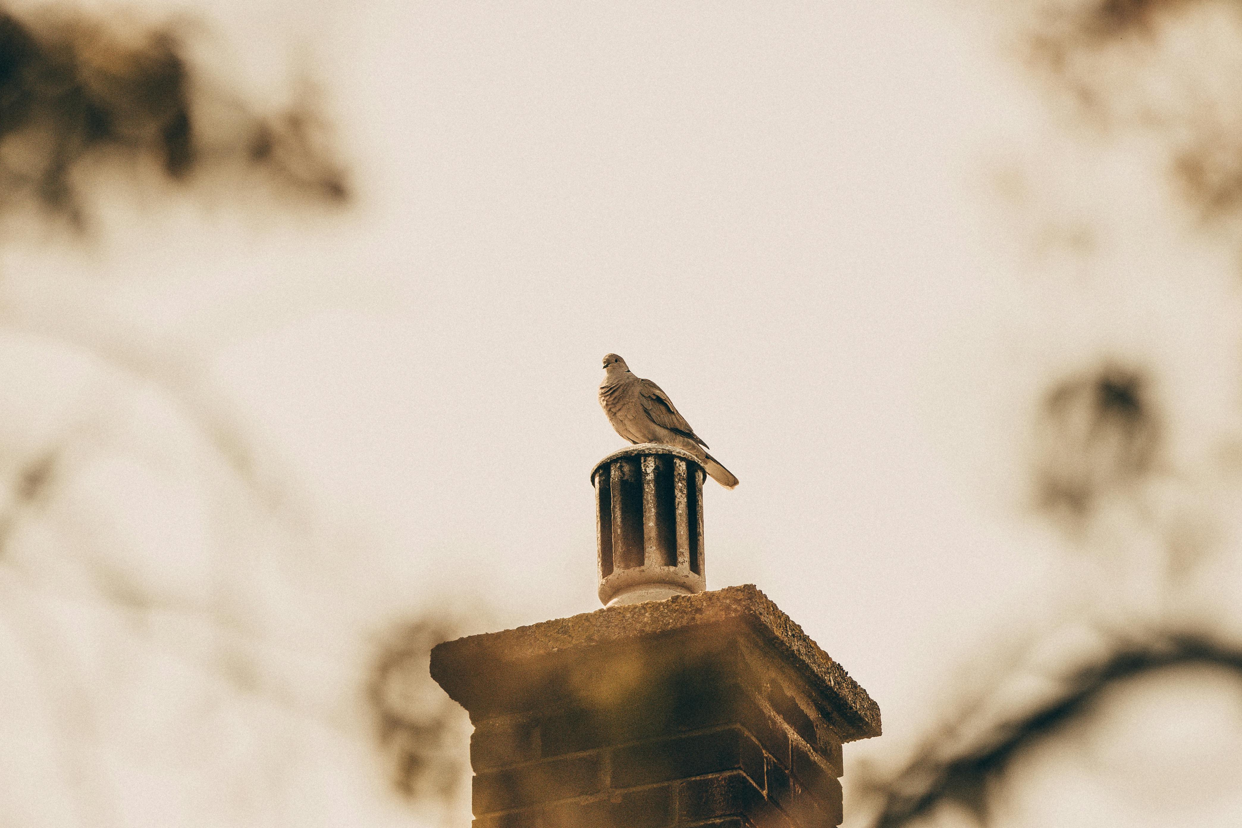 Professional Chimney Cap and Damper In Brockton Massachusetts